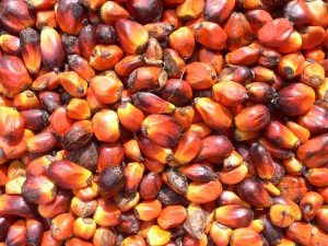 Palm_oil_production_in_Jukwa_Village,_Ghana-04
